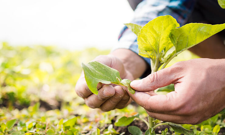 Tall Youths Foundation