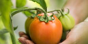 Tall Youths Foundation